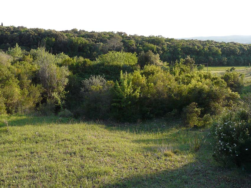 In un podere vicino Massa Marittima (GR)